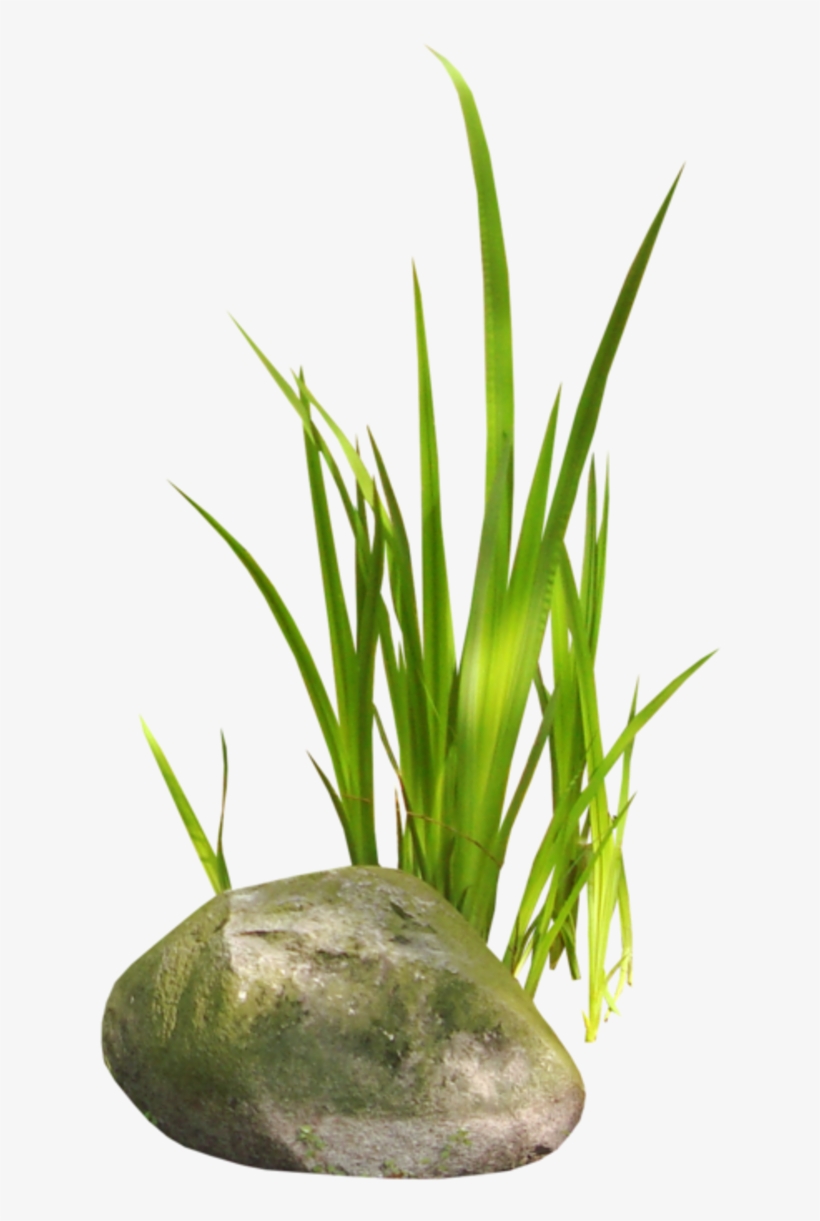 Mis Quince Anos Clipart Cliparthut Free - Gif Et Tube Arbre Et Herbe, transparent png download