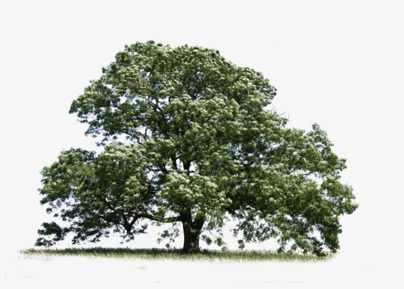 Trees Transparent Ash - Ash Tree Transparent Background, transparent png download