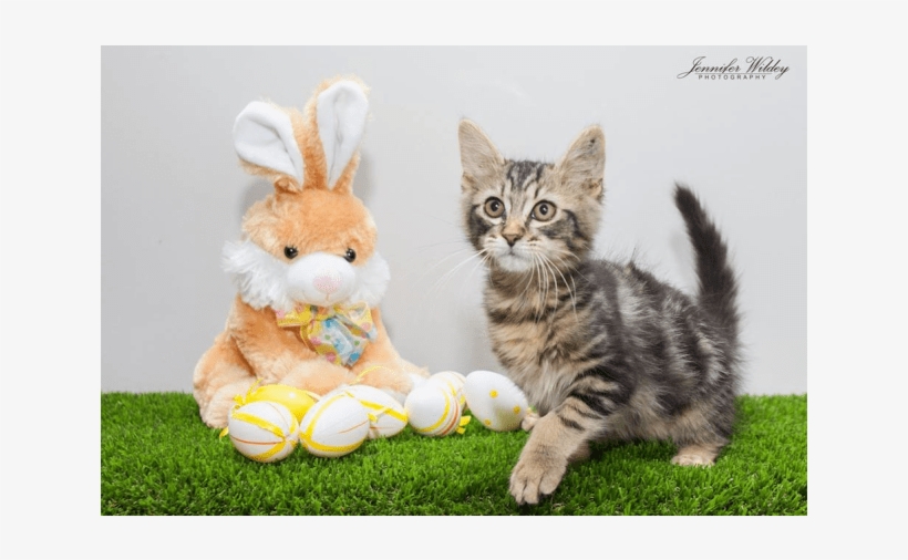 Photo Of Ak2330 Jager - Cat Grabs Treat, transparent png download