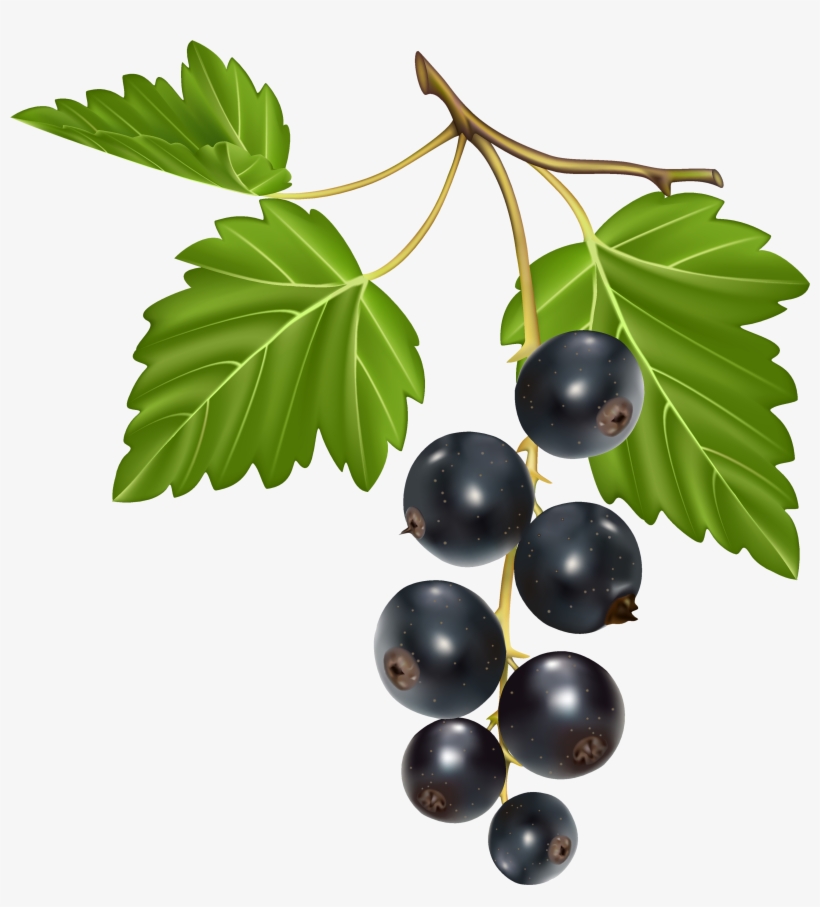 Blackcurrant Png Vector Clipart Image - Blackcurrant Png, transparent png download