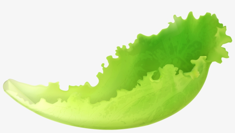 Lettuce Clipart Transparent Background, transparent png download