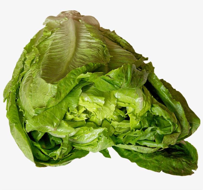 Free Png Lettuce Png Images Transparent - Lettuce, transparent png download