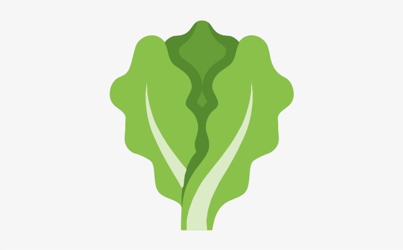 Lettuce Icon, transparent png download