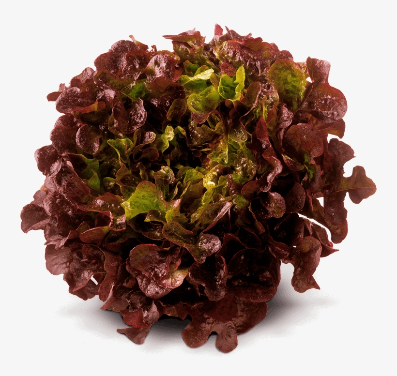 Oak Leaf Red Von Elo - Seed, transparent png download