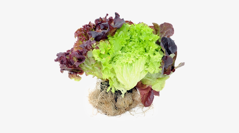 Agronomic Data - Lettuce, transparent png download