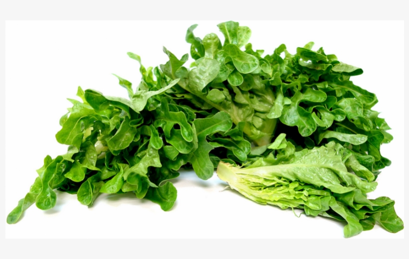 Oakleaf Green Or Red Lettuce - Oak Leaf Lettuce Png, transparent png download