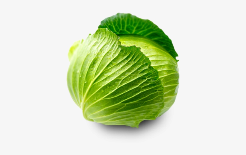 Lettuce Clipart Purple Cabbage - Fresh Cabbage, transparent png download