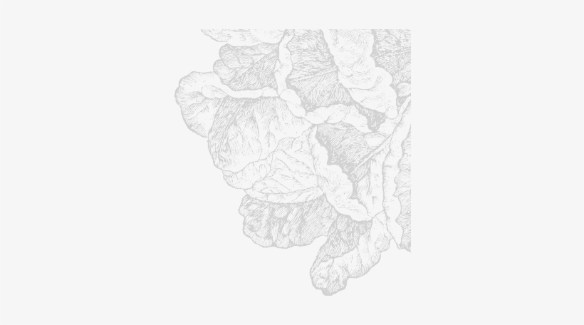 Lettuce - Lettuce Head Canvas Wall Art, transparent png download