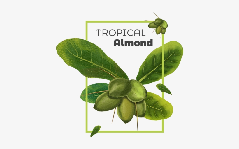 Tropical Almond Frame Badge, Tropical, Frame, Badge - Tropical Frame, transparent png download