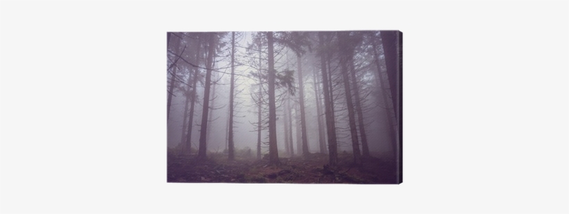 Fog In The Haunted Forest In Summer Canvas Print • - Fog, transparent png download