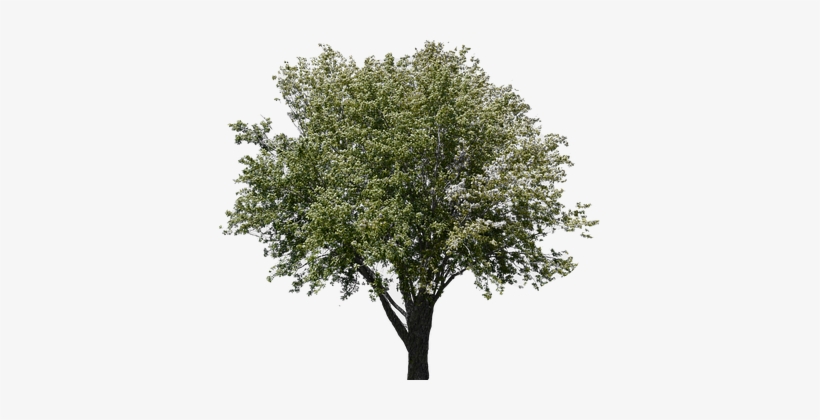 Tree, Tree With Leaves, Forest, Nature - Tree, transparent png download