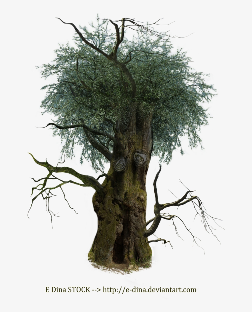 Hq Png Stock Tree Man By E-dinaphotoart - Tree, transparent png download