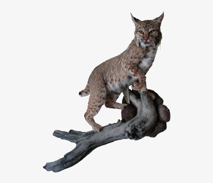 Bobcat Mount - Bobcat Png, transparent png download