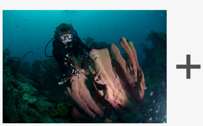 Here Is An Easy Quickie That Anyone Can Do With Any - Underwater, transparent png download