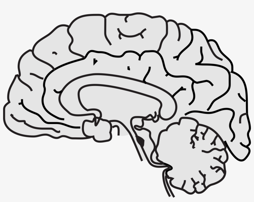 Clipart - Brain Simple Clipart, transparent png download