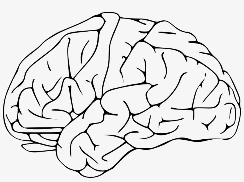 Beetle Ant Human Body Insect Morphology Free Commercial - Brain Clipart, transparent png download