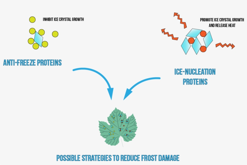 Ionisparis Applieddesign Protectivecompoundchoice 1 - Protein Formation In Plants, transparent png download