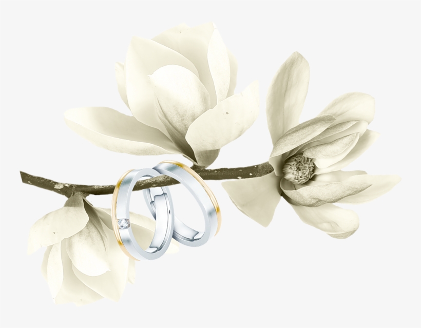 White Watercolor Magnolias, transparent png download