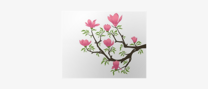 Magnolia, transparent png download