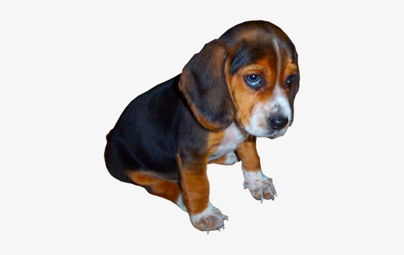 Beagle - Innocent Puppy Tile Coaster, transparent png download