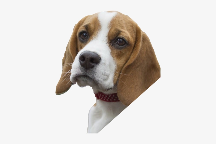 Beagle-harrier, transparent png download