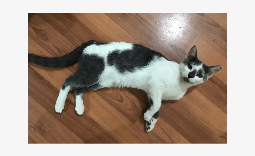 Donate To Petrescue - Domestic Short-haired Cat, transparent png download