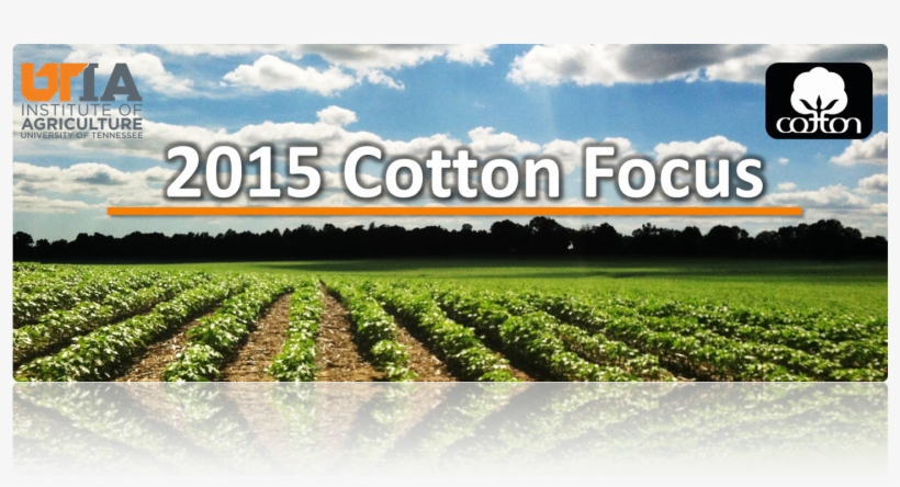 2015 Cotton Focus Presentations - Cotton Inc, transparent png download