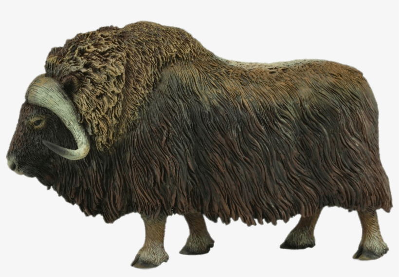 Download - Safari Ltd Musk Ox PNG Image | Transparent PNG Free Download ...