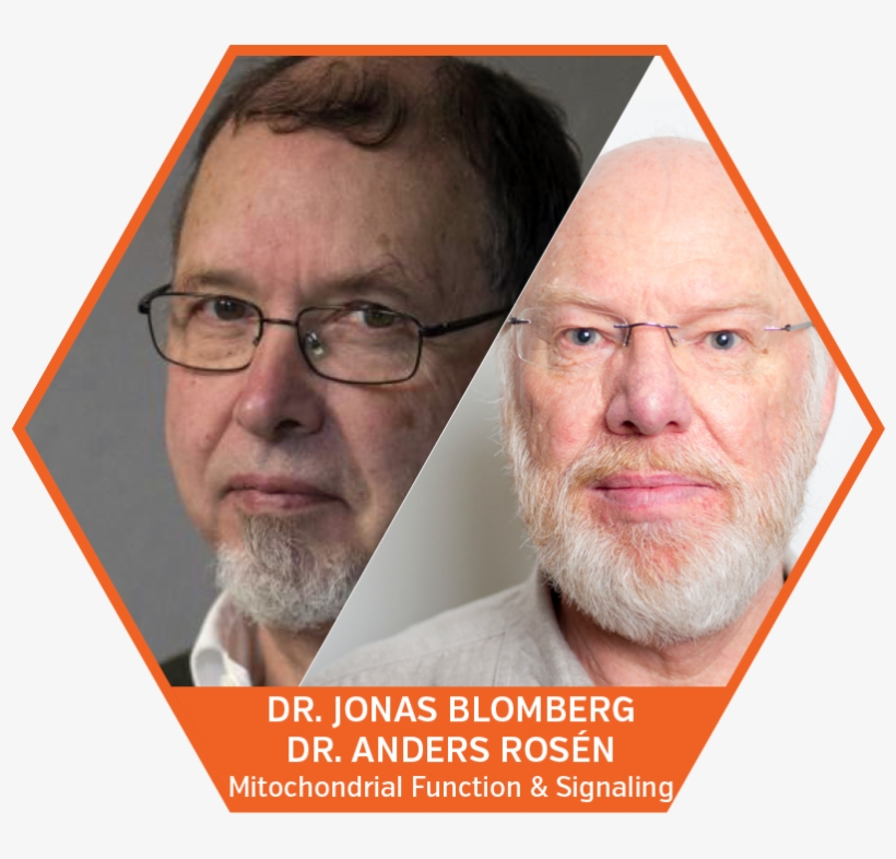 “biomarkers Of Mitochondrial Dysfunction And Signaling - Photo Caption, transparent png download