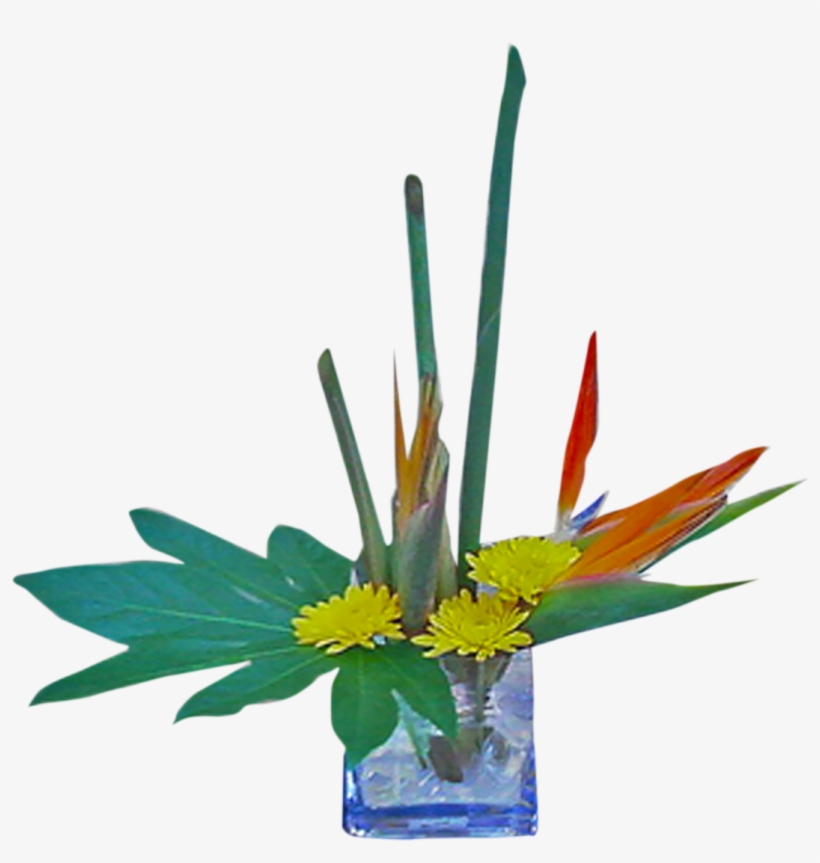 Hi-style Birds - Bird Of Paradise, transparent png download