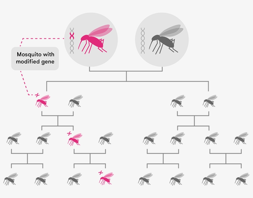 Through Standard Inheritance, Offspring Have A 50 Per - Gene Drive Crispr, transparent png download