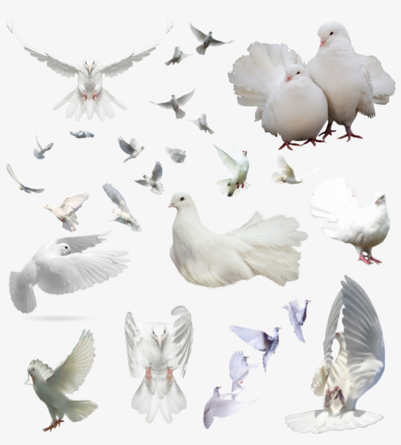 Palomas Png - Dove Group Png, transparent png download