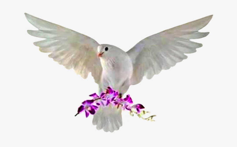 Rock Dove, transparent png download