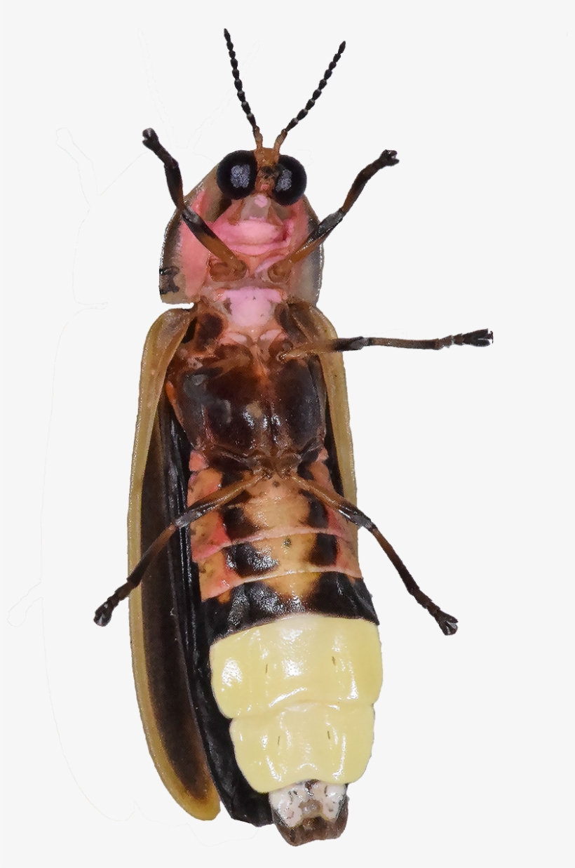 Oliver Keller - Firefly, transparent png download