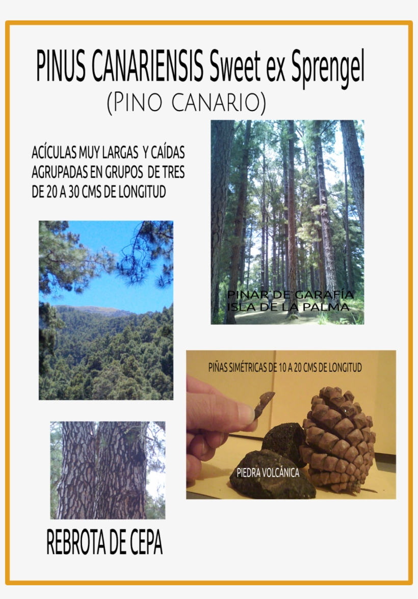 Senderismo De Pies - Games For Windows, transparent png download