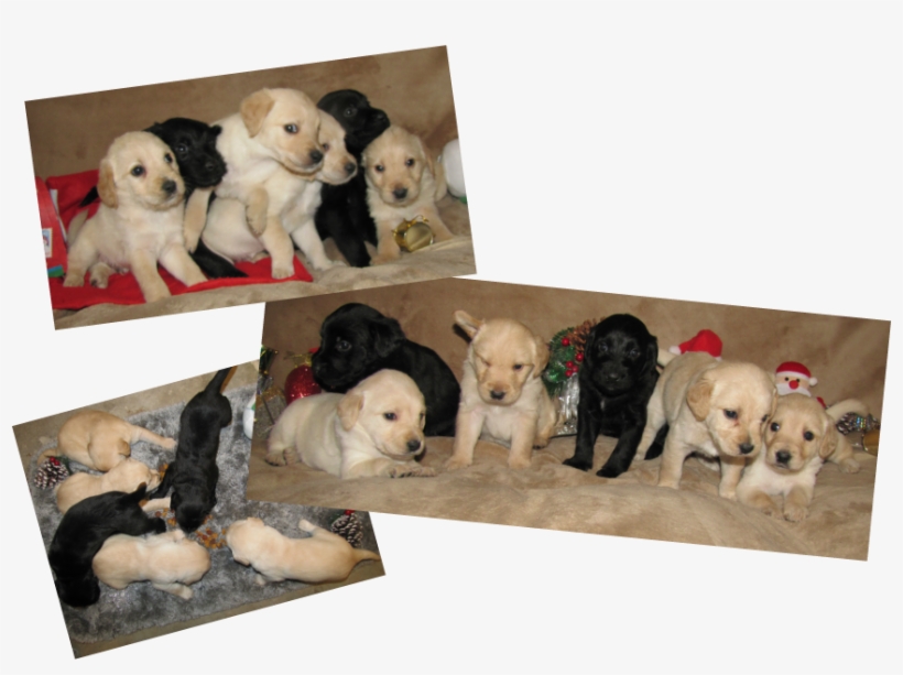 Breeding Service Dog Quality Babies In Idaho From Our - Labrador Retriever, transparent png download