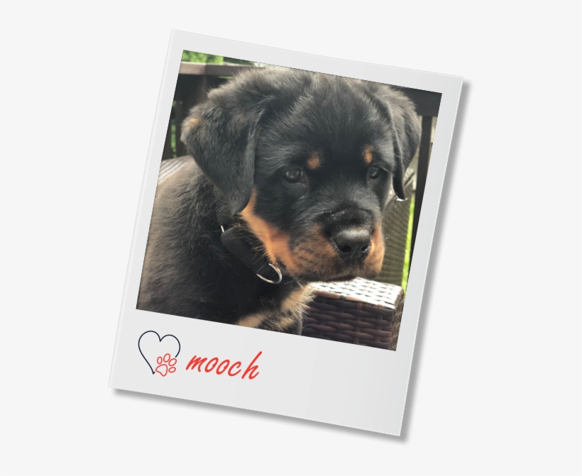 Rottweiler, transparent png download