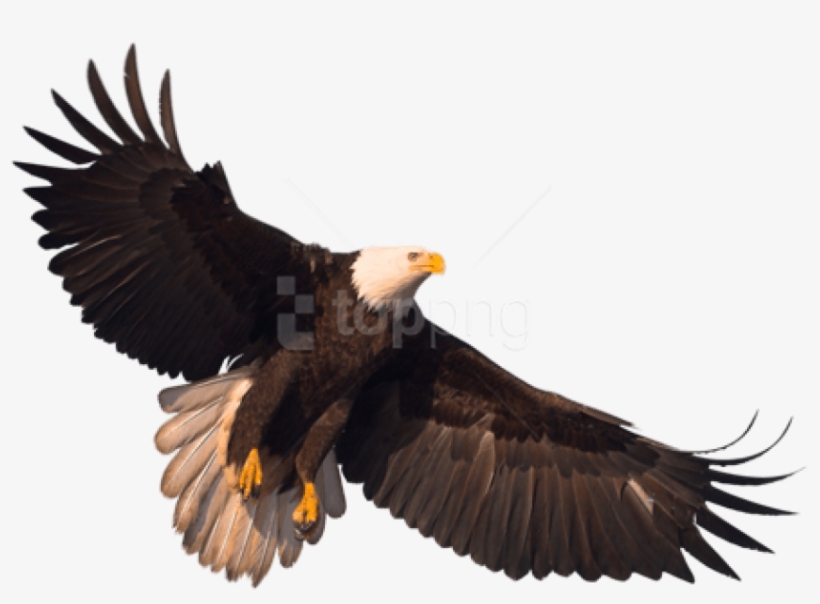 Free Png Eagle Png Images Transparent - Transparent Eagle Png, transparent png download