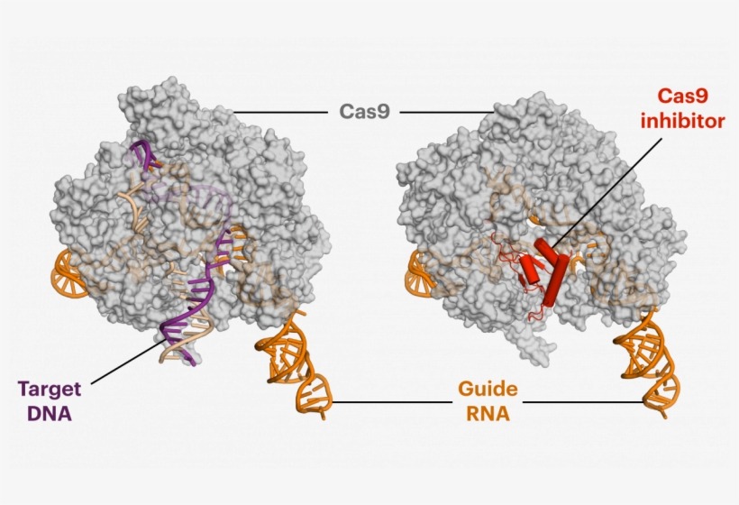 Photosystem I Crystal Structure, transparent png download