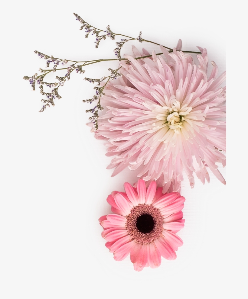 Barberton Daisy, transparent png download