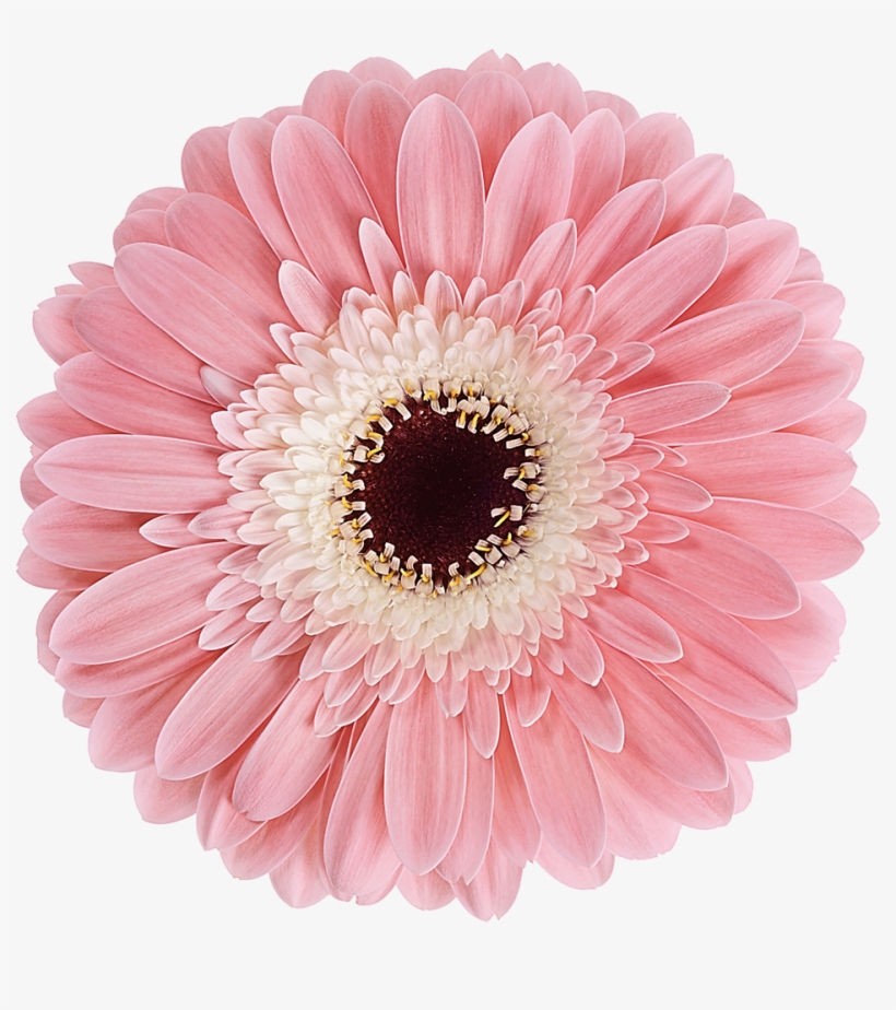 Welcome To - Gerbera Diabolo, transparent png download