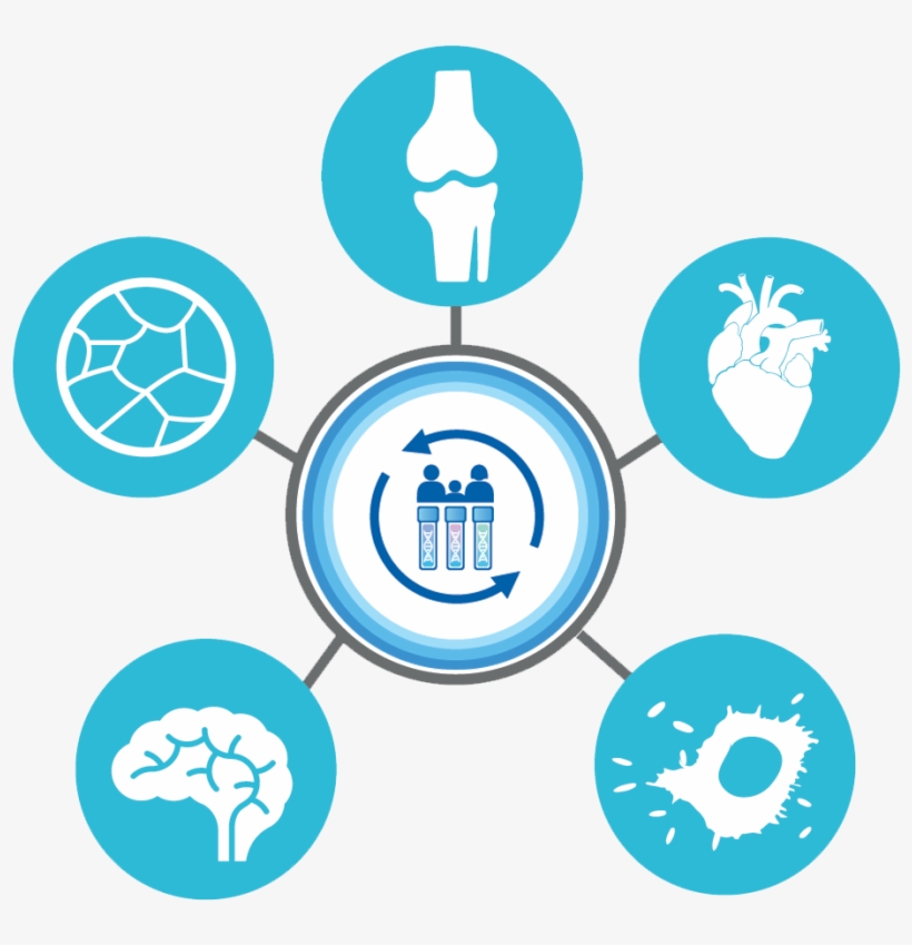 A Clinical Trial For An Aging Population - Circle, transparent png download