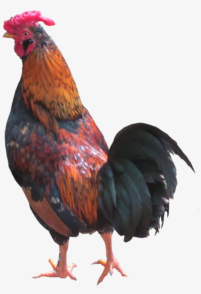 Andorinhas, Pavão, Galo, Beija-flor, Pomba, Etc - Galo Png, transparent png download