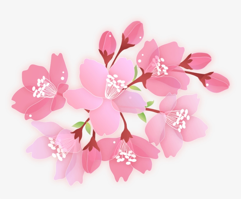 Cherry Blossom, transparent png download