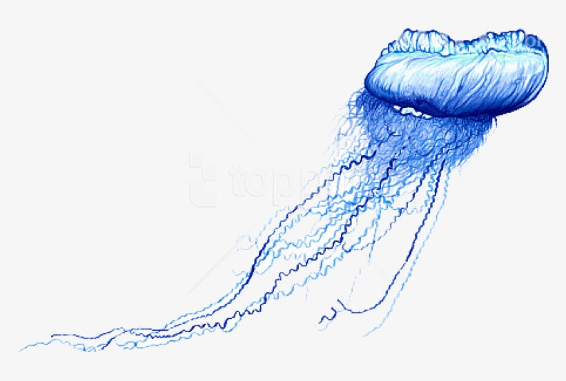 Free Png Download Blue Bottle Jellyfish Png Images - Jellyfish Png, transparent png download