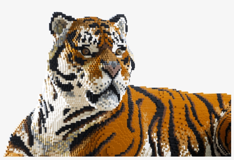 Cheetah & Antelope Snow Leopard Clouded Leopard African - Siberian Tiger, transparent png download