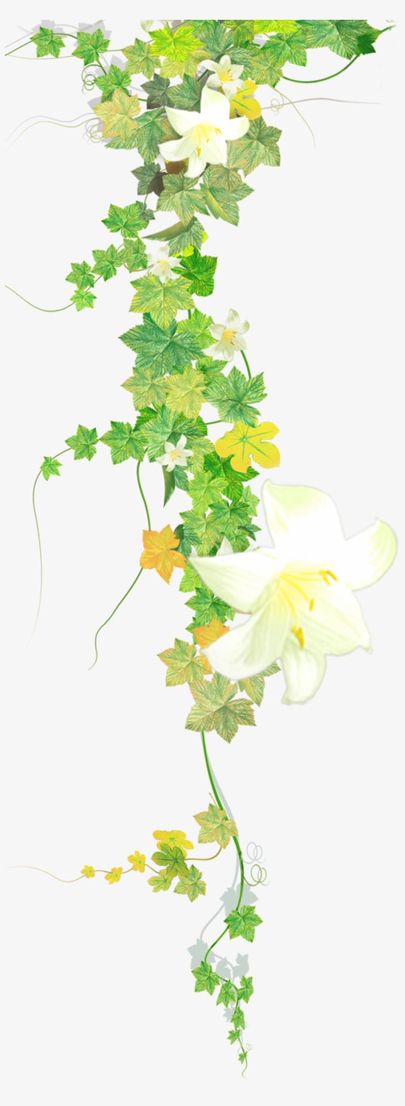 #flower #flowers #vines #leaves #plants #decoration - Honeysuckle, transparent png download