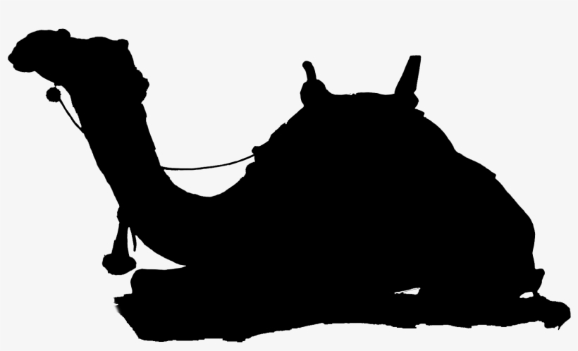 Arabian Camel, transparent png download