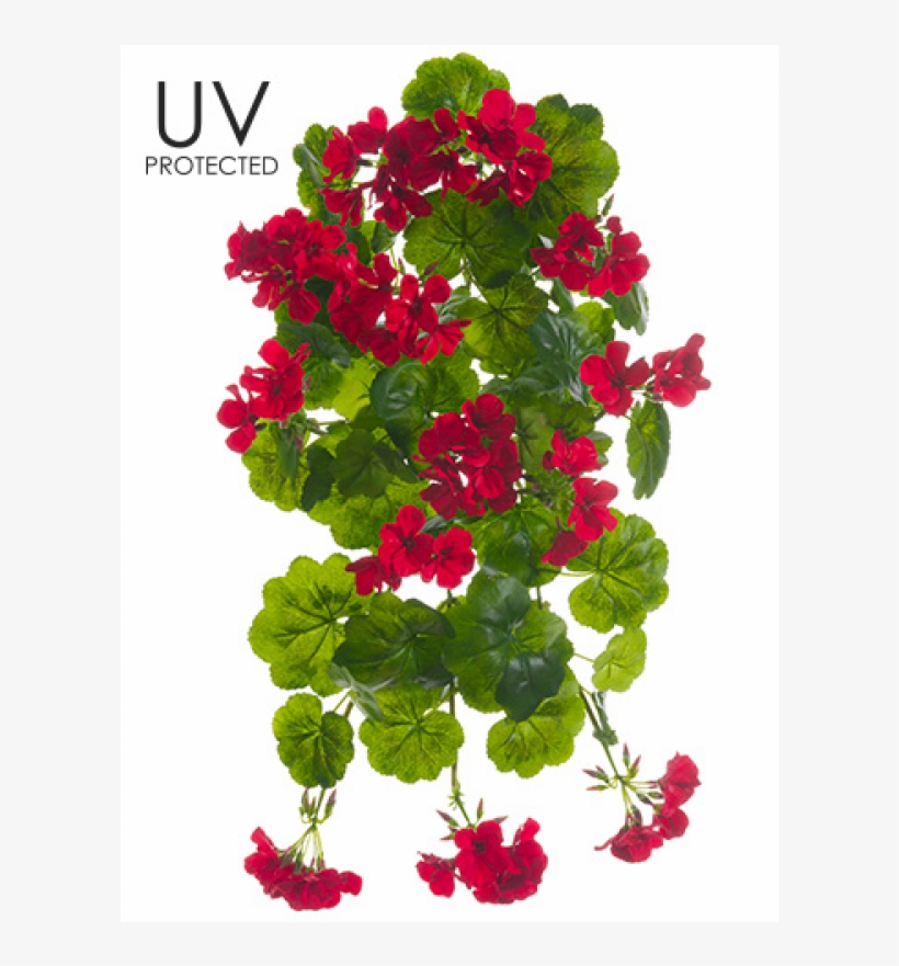 21" Uv Protected Geranium Hanging Bush Red - Bougainvillea, transparent png download