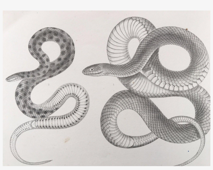 Garter Snake For Sale - Kirtland's Snake, transparent png download
